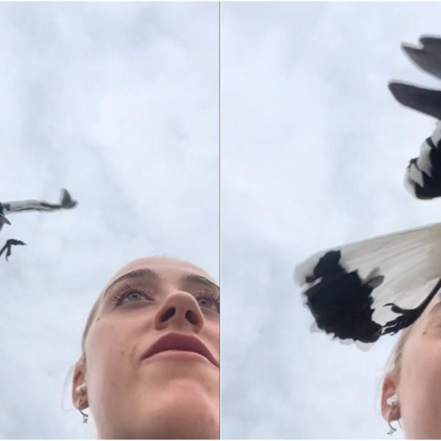 女性の目玉が鳥に襲われる映像に「悲鳴を上げてしまった」