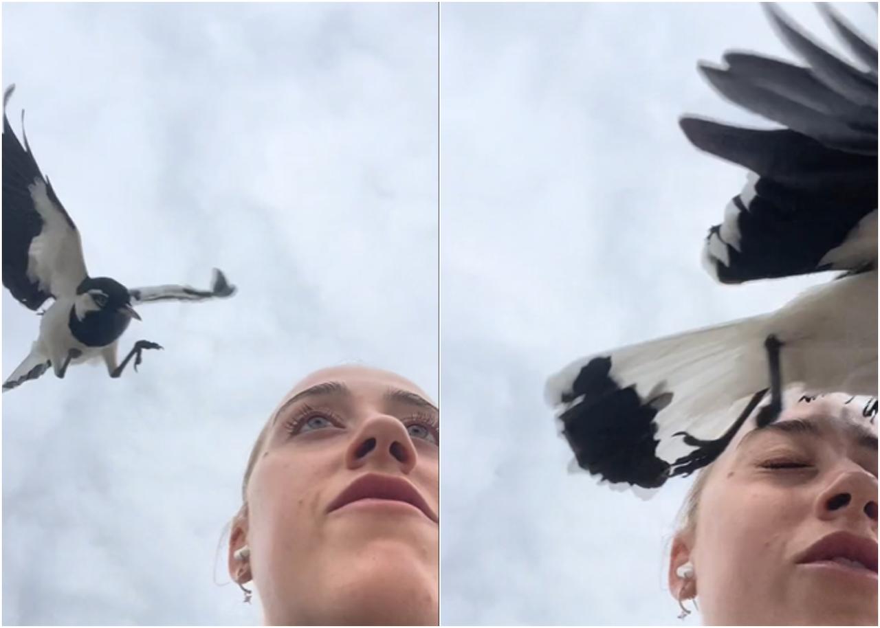 女性の目玉が鳥に襲われる映像に「悲鳴を上げてしまった」