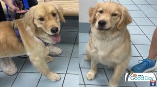 ゴールデンレトリバーを犬の保育園に預ける→犬が帰宅→飼猫が『別の犬』だと教えてくれる