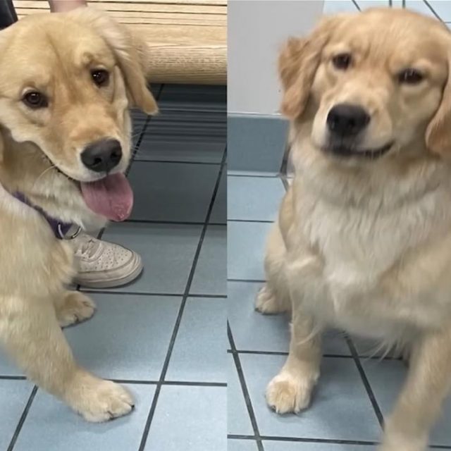 ゴールデンレトリバーを犬の保育園に預ける→犬が帰宅→飼猫が『別の犬』だと教えてくれる