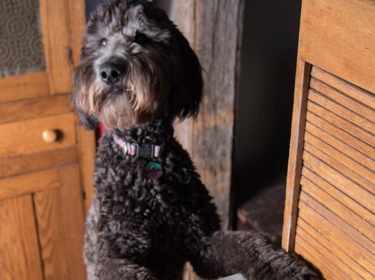 愛犬が現金58万円を食べてしまう→飼い主が「汚れ仕事」を余儀なくされる