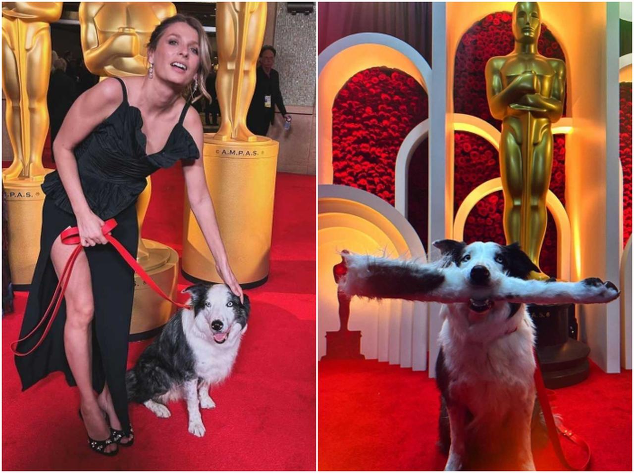 アカデミー賞授賞式に出席した「犬のメッシ」の拍手シーンの裏側がシュール