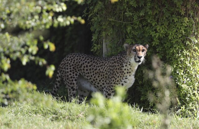 妊娠中のチーターが動物園から脱走 強化工事直後の柵からなぜ？
