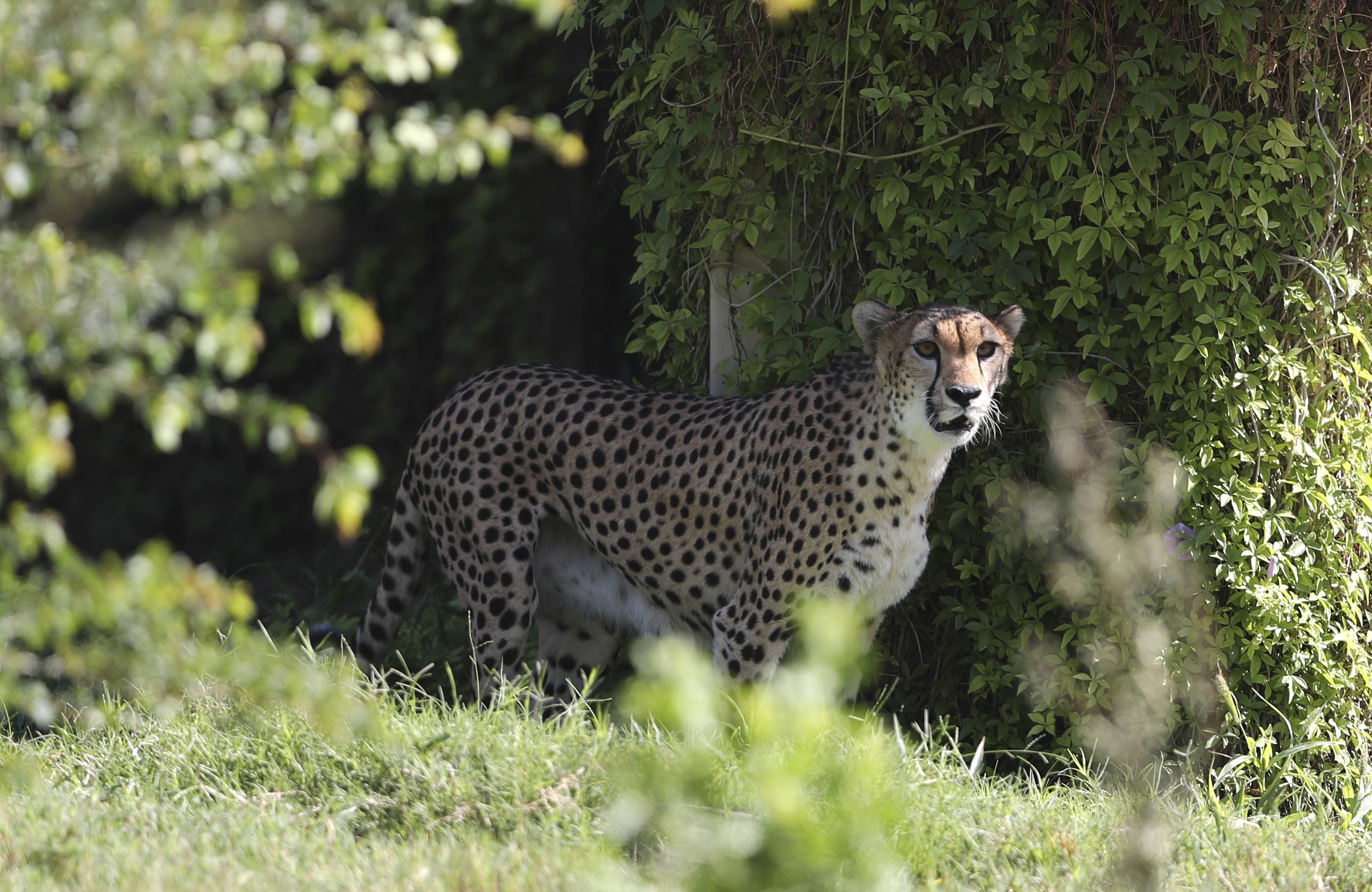 妊娠中のチーターが動物園から脱走 強化工事直後の柵からなぜ？