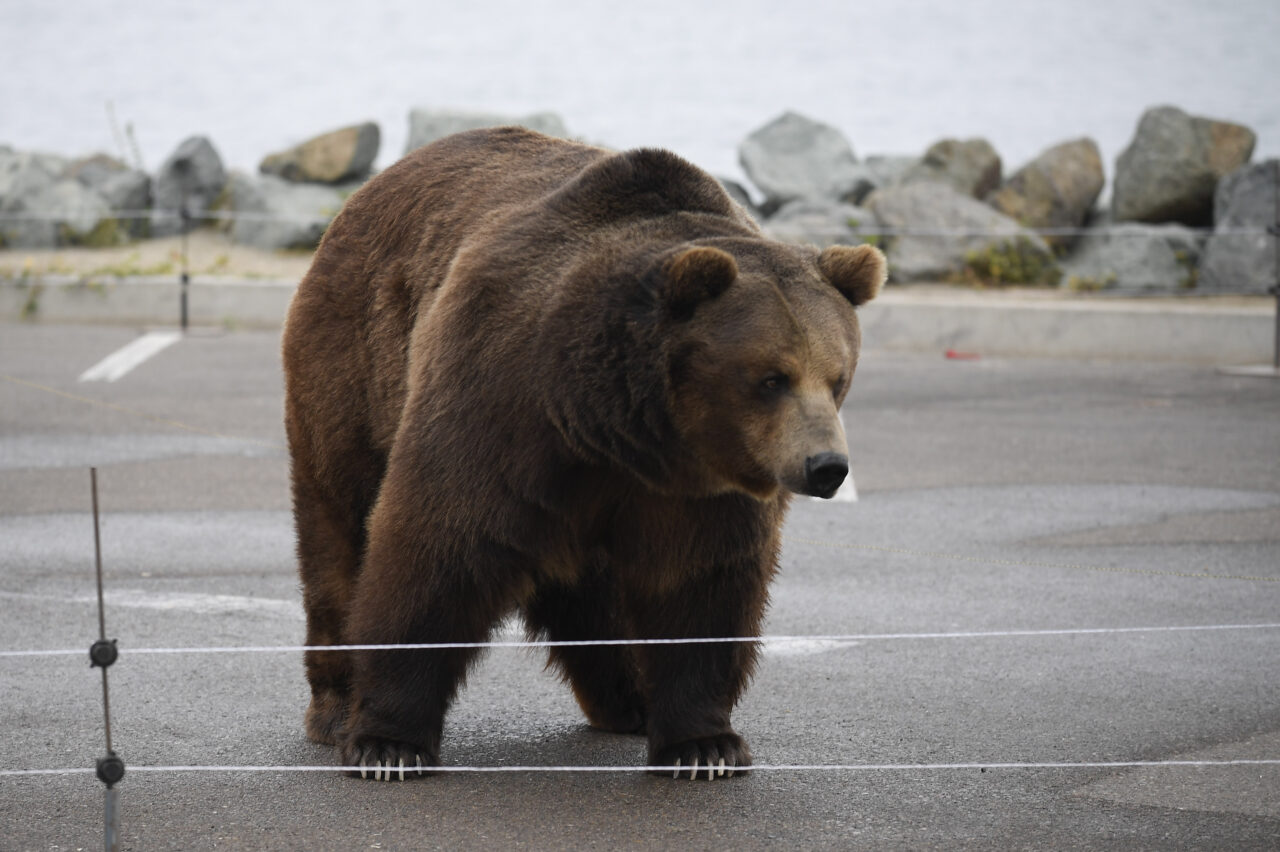A Kodiak bear named Tag stands during a campaign event for California gubernatorial candidate John Cox held on Shelter Island in San Diego Tuesday, May 11, 2021. (AP Photo/Denis Poroy)
