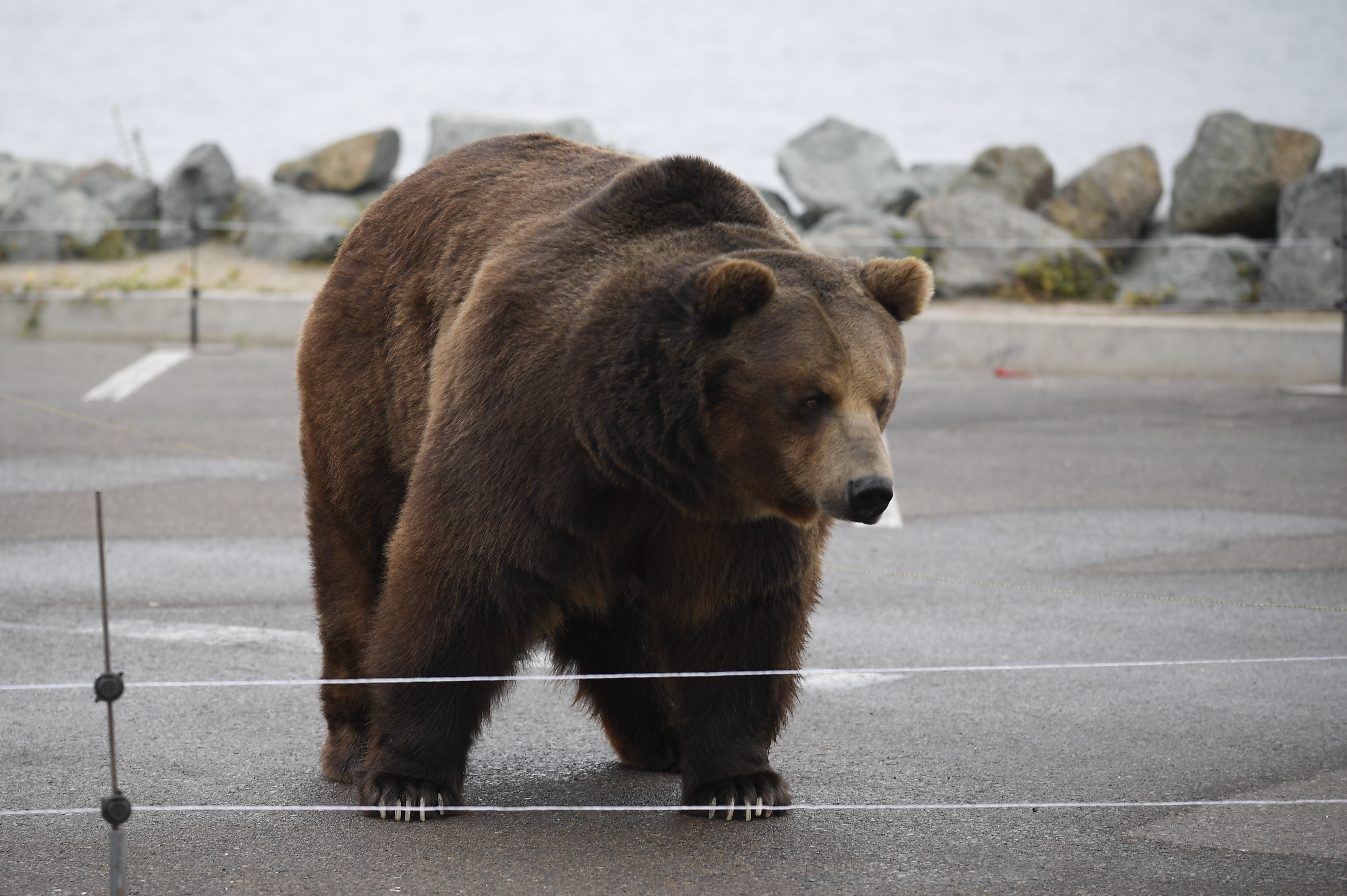 クマが早朝デッキで鳥のエサを独占 警察の“クマ目線レビュー”が話題