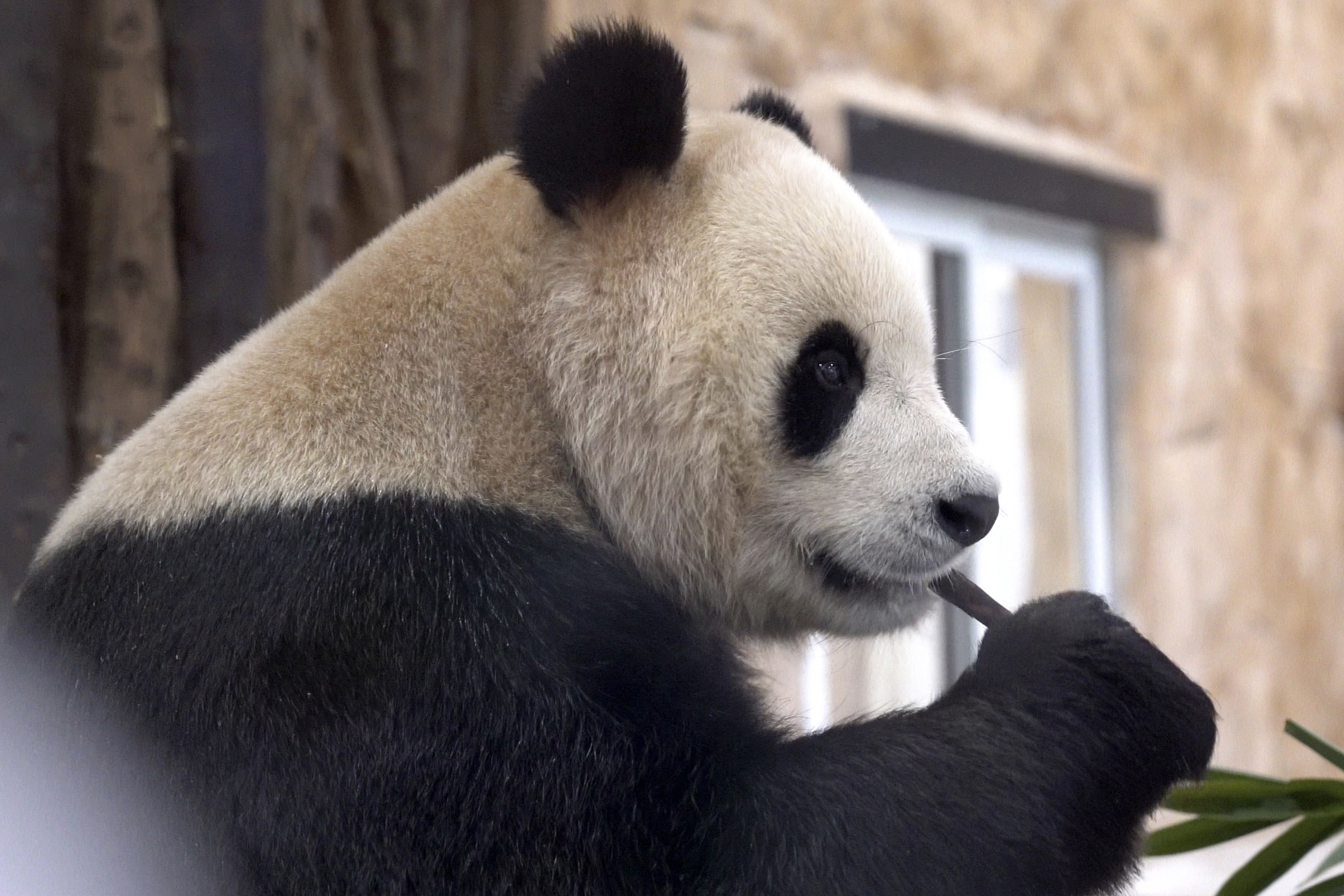動物がサッカーでW杯を“占う”——米動物園「Zoo Cup 2026」がかわいすぎる