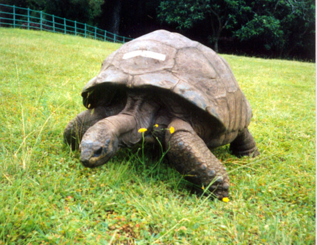 推定194歳のゾウガメ「ジョナサン」、ギネス世界記録の“アイコン”に——ロナウドらと同じ栄誉