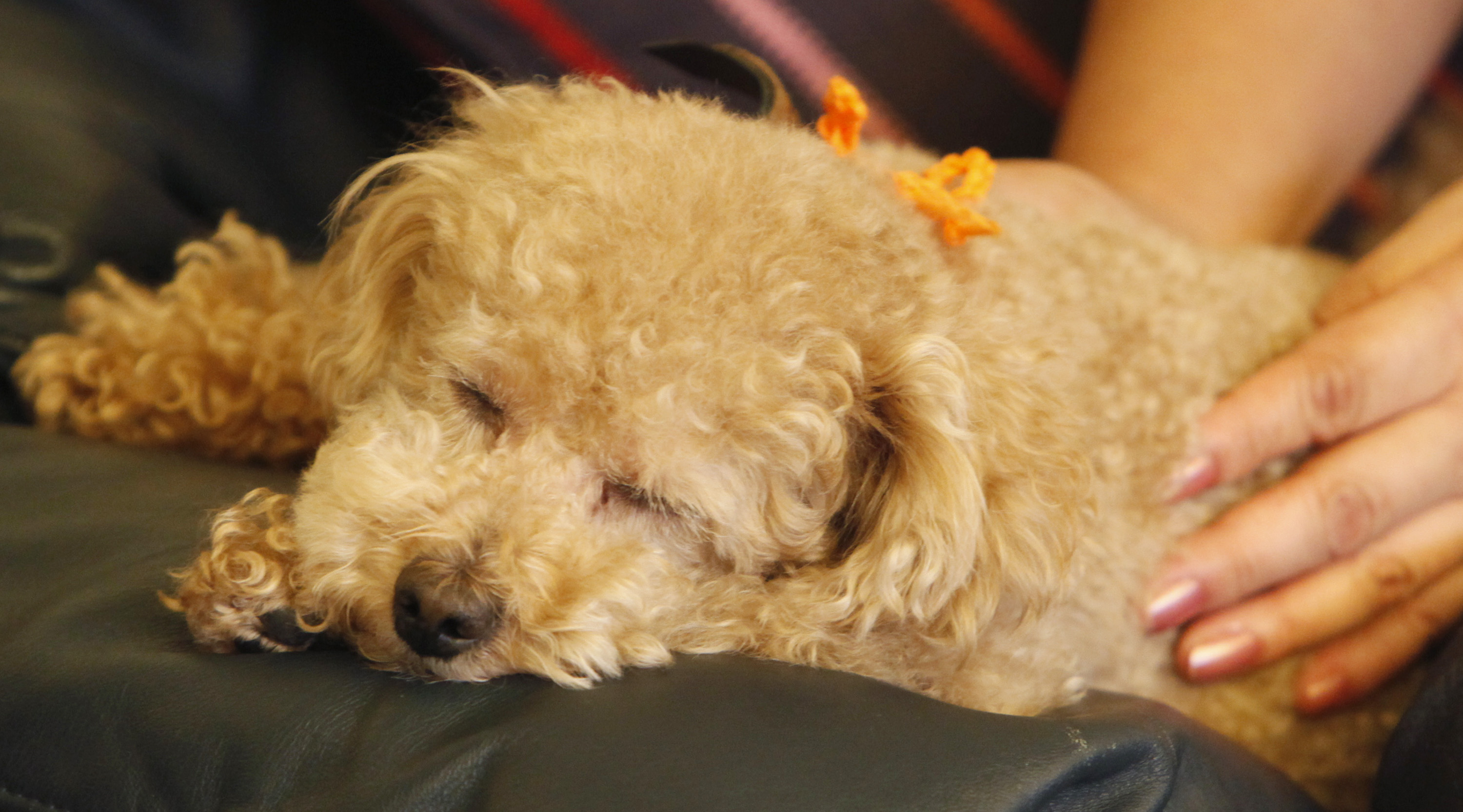 プロポーズに参加した愛犬、首振り拒否が話題——“正直すぎる反応”に爆笑