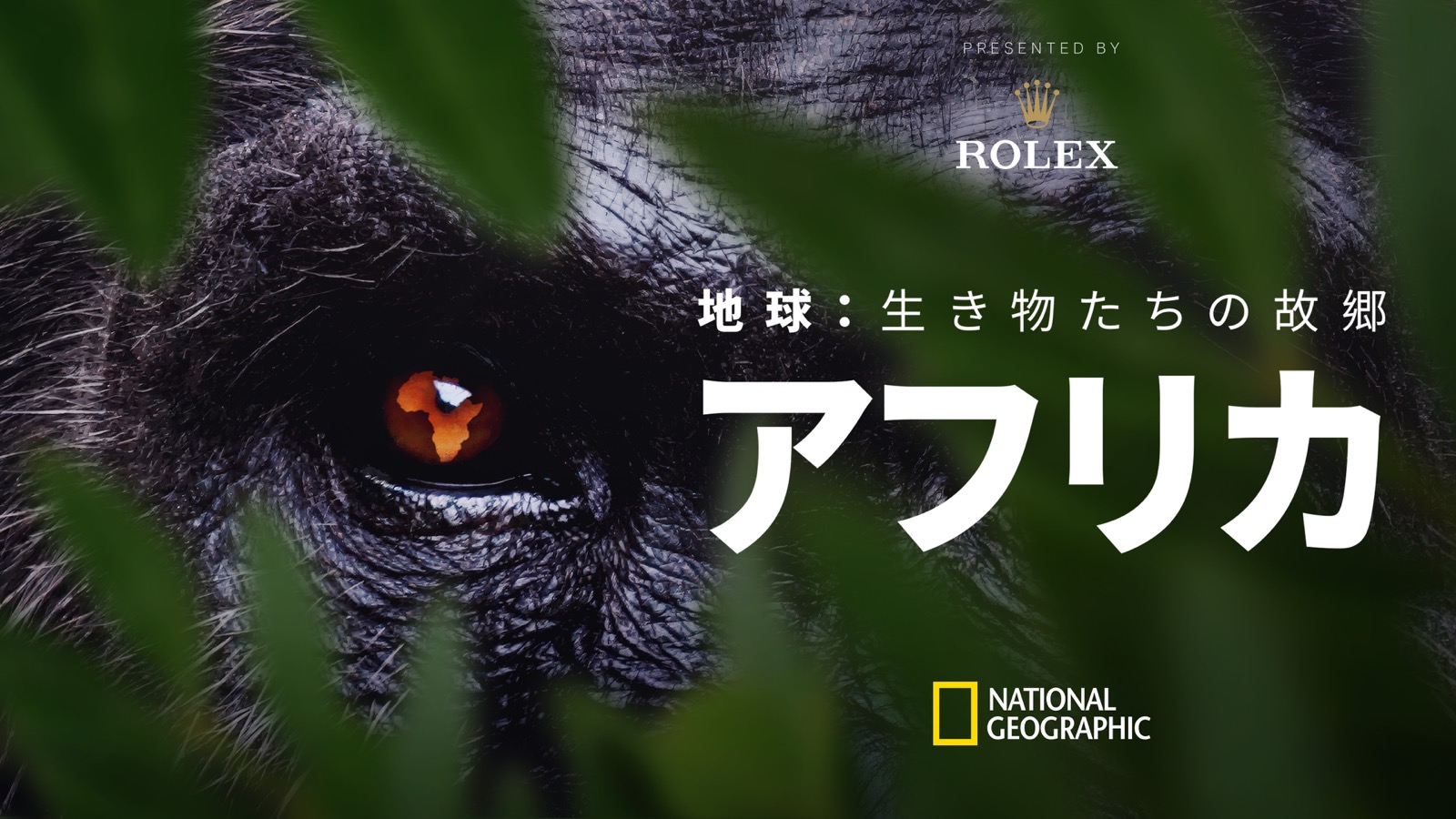 水を求めて野生が動き出す。ナショジオ「ワイルド・アフリカ」特集