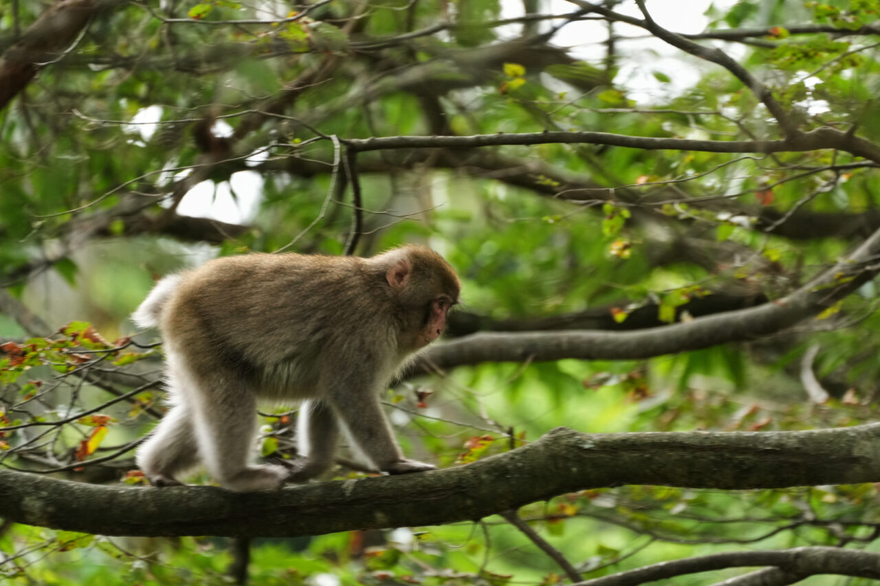 A monkey walks on a branch of a tree in the woods near a residential area in Azumino, central Japan, Thursday, Oct. 2, 2025. (AP Photo/Hiro Komae)