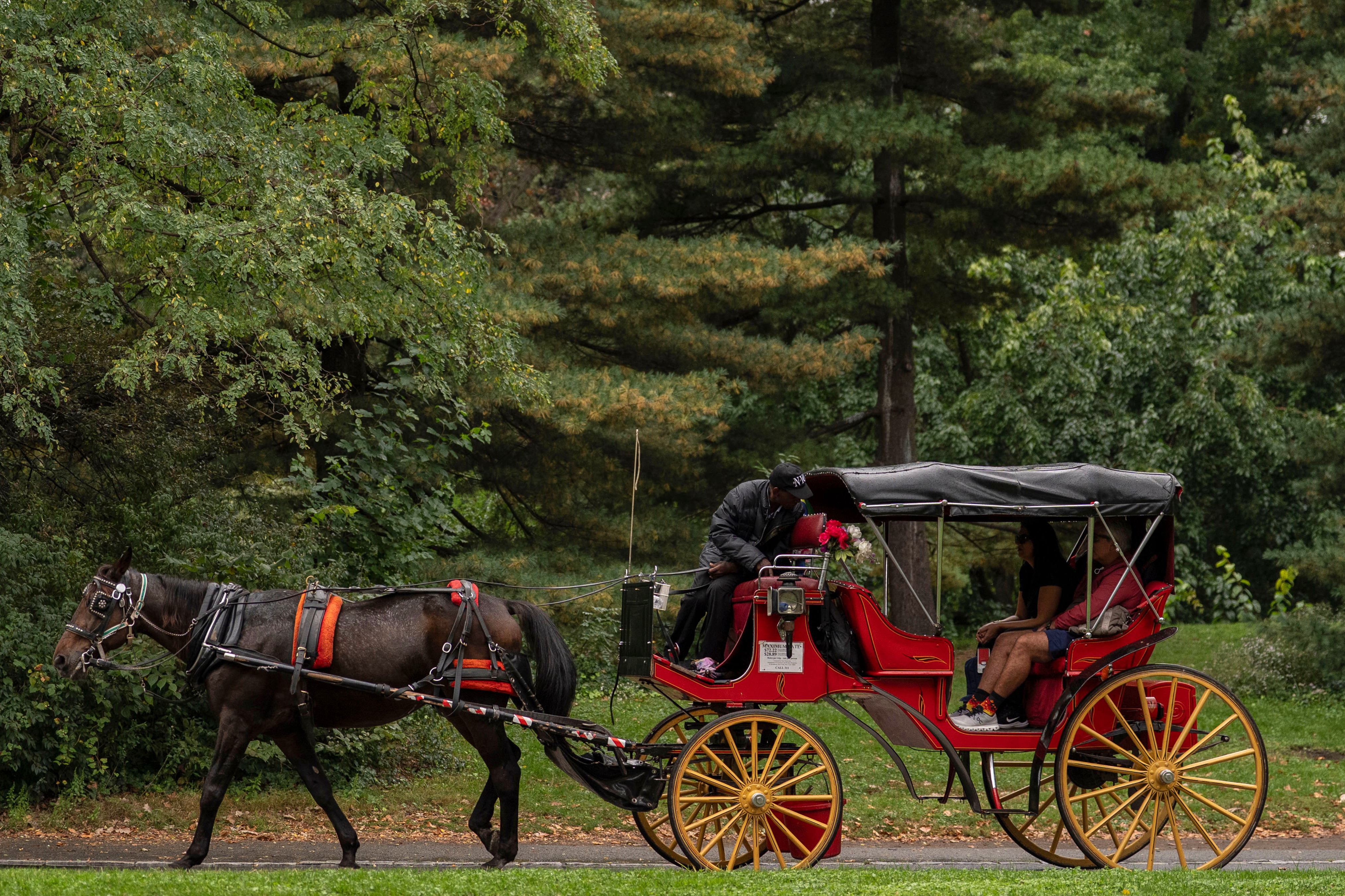 NYセントラル・パークの観光馬車、2028年に廃止へ――背景に18歳観光客の死亡事故