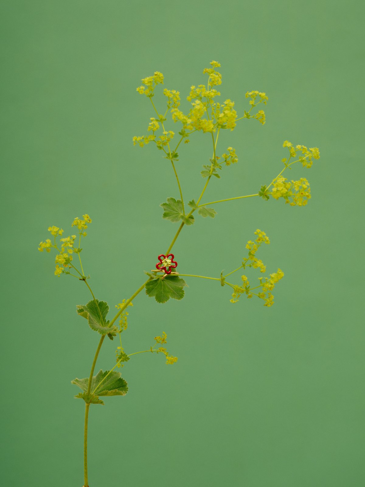 ベア・ボンジャスカ「4everflower」 小花の枝に添えられたジュエリー