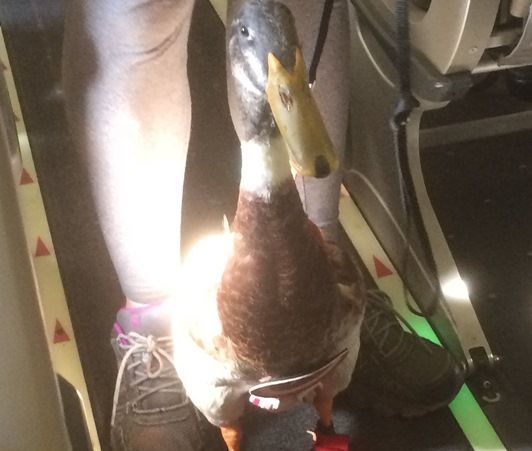 あひるのダニエル　Daniel The Duck