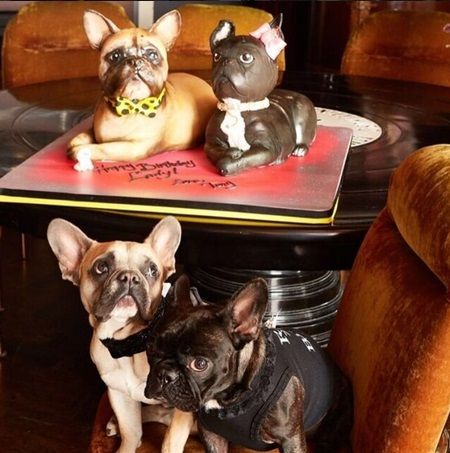 レディー・ガガ　Lady Gaga　親日家エピソード＆発言集　犬　アジア　コージ