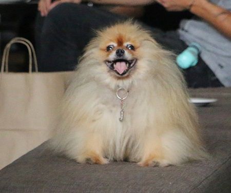 ミッキー・ローク　Mickey Rourke 愛犬