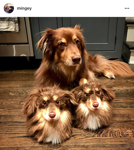 カドルクローンズ　Cuddle Clones　クローンぬいぐるみ　アマンダ・サイフリッド愛犬フィン