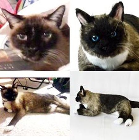 カドルクローンズ　Cuddle Clones　クローンぬいぐるみ　猫