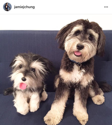 カドルクローンズ　Cuddle Clones　クローンぬいぐるみ　ジェイミー・チャン愛犬イウォーク