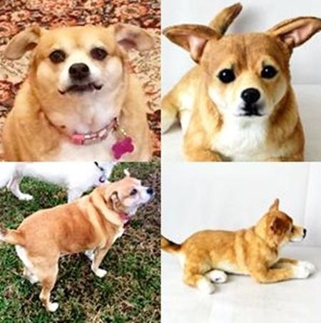 カドルクローンズ　Cuddle Clones　クローンぬいぐるみ　犬