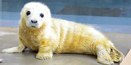 National Zoo Seal Pup 国立動物園アザラシ cuteanimaltweetoff