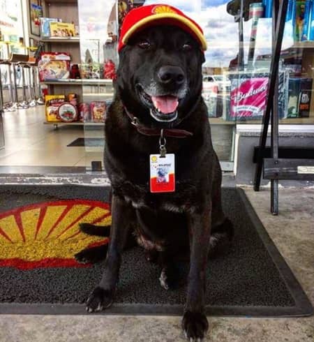 捨て犬からガソリンスタンドの店員に　ブラジル　ネガオくん