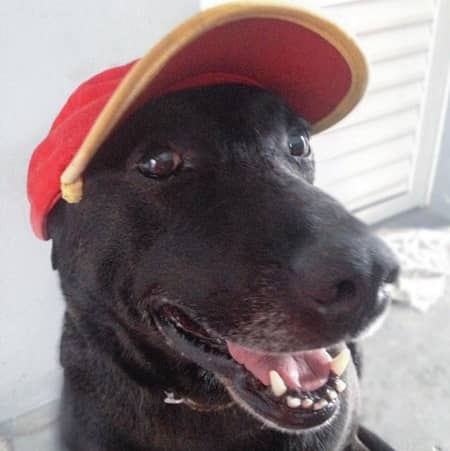 捨て犬からガソリンスタンドの店員に　ブラジル　ネガオくん