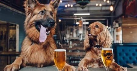 イギリスのビール会社BrewDog ペット育休を導入