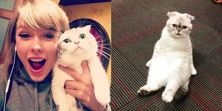 テイラー・スウィフト　メレディス　オリヴィア　猫　Taylor Swift Meredith Olivia Cat