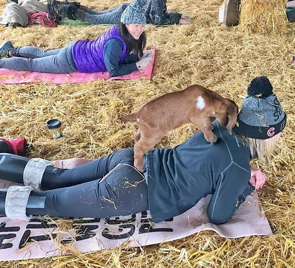 Goat Yoga ヤギヨガ