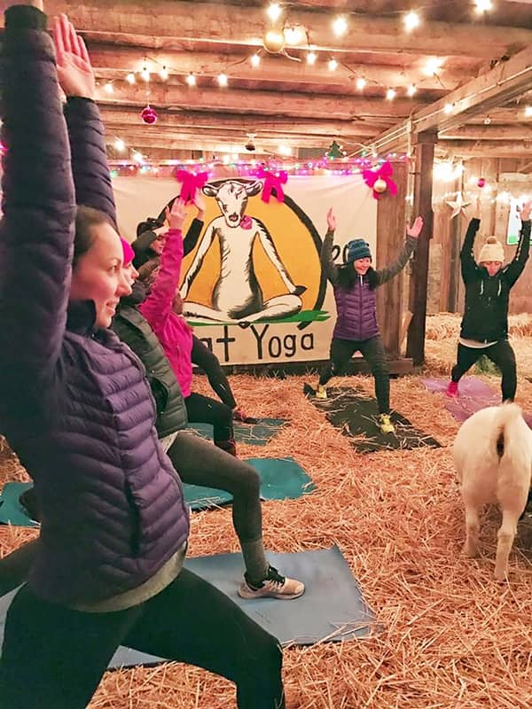Goat Yoga ヤギヨガ