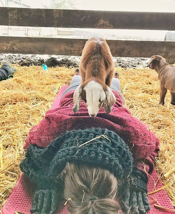 Goat Yoga ヤギヨガ