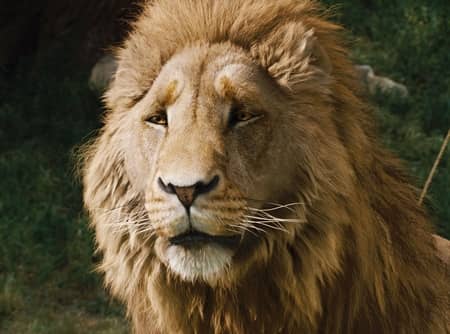 ナルニア国物語　映画　アスラン　ライオン　Chronicles of Narnia Movie Lion Aslan